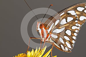 Gulf Fritillary (Agraulis vanillae) on a flowe