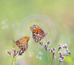 Gulf Fritillary butterflies