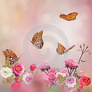 Gulf Fritillary butterflies in a rose garden