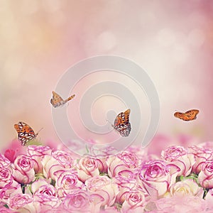 Gulf Fritillary butterflies in a rose garden