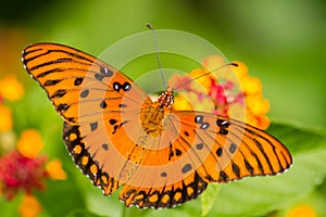 Gulf Fritillary Butterfly