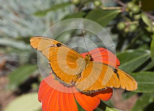 Gulf Fritillary Butterfly photo