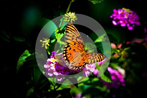 Gulf Fritillary Butterfly photo