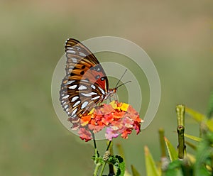 Gulf Fritillary butterfly