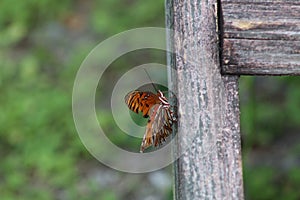 Gulf fritillary butterfly