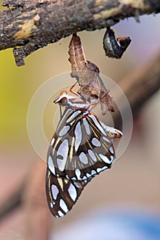 Gulf Fritillary Butterfly