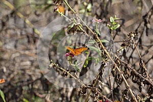 Gulf Fritillary Butterfly