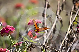 Gulf Fritillary Butterfly