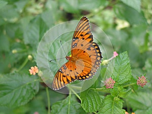 Gulf Fritillary Butterfly