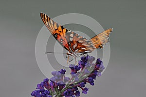 Gulf Fritillary Butterfly