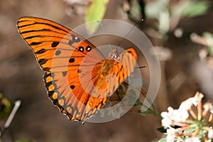 Gulf Fritillary Butterfly photo