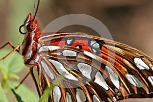 Gulf Fritillary Butterfly