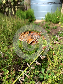 Gulf Fritillary Butterfly