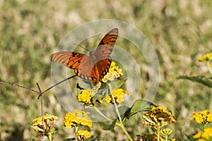 A Gulf Fritillary butterfly