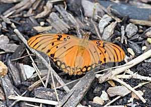 Gulf Fritillary Butterfly