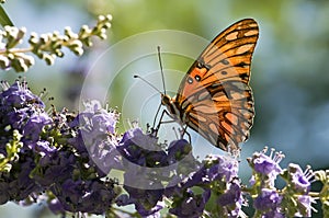 Gulf Fritillary butterfly photo