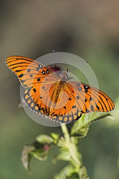 Gulf Fritillary Butterfly - Agraulis vanillae