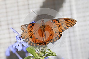 Gulf Fritillary Butterfly agraulis vanillae