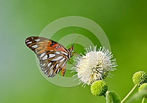 Gulf Fritillary butterfly (Agraulis vanillae)