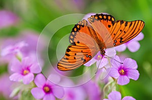 Gulf Fritillary butterfly (Agraulis vanillae)