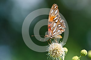 Gulf Fritillary butterfly (Agraulis vanillae)