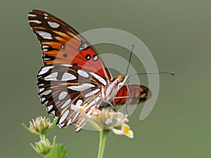 Gulf Fritillary Butterfly - Agraulis vanillae