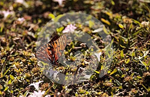 Gulf fritillary butterfly Agraulis vanillae Linnaeus