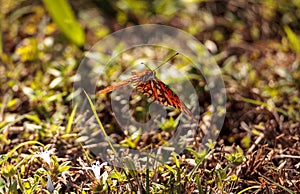 Gulf fritillary butterfly Agraulis vanillae Linnaeus
