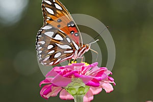 Gulf Fritillary Butterfly - Agraulis vanillae OnPink Zinnia Bloom