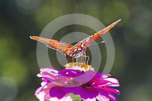 Gulf Fritillary Butterfly - Agraulis vanillae On Pink Zinnia Bloom