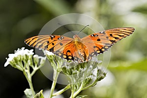 Gulf Fritillary Butterfly - Agraulis vanillae On White Crownbeard Wildflower