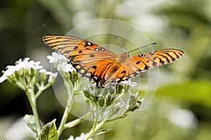 Gulf Fritillary Butterfly - Agraulis vanillae On White Crownbeard Wildflower