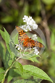 Gulf Fritillary Butterfly - Agraulis vanillae On White Crownbeard Wildflower