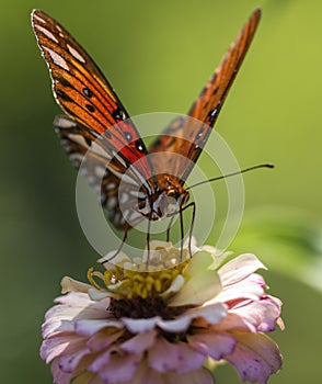 Gulf Fritillary Butterfly - Agraulis vanillae On Zinnia Blossom