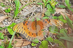 Gulf fritillary butterfly broken wing