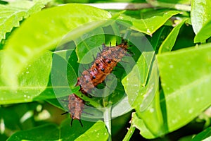 Gulf fritillary butterfly caterpillar Agraulis vanillae closeup  - Davie, Florida, USA