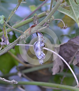 Gulf Fritillary butterfly chrysalis