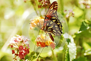 A Gulf Fritillary Butterfly on Desert Blossoms