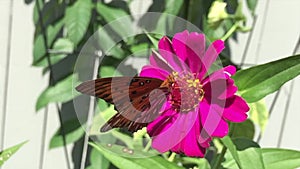 A Gulf Fritillary Butterfly drinks nectar from a zinnia flower.