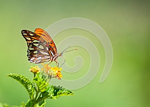 Gulf Fritillary butterfly feeding on lantana flowers