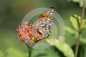 Gulf Fritillary Butterfly Feeding on Red Jatropha Flowers