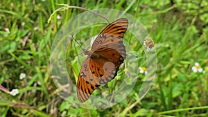 Gulf Fritillary Butterfly Feeds on Flowers