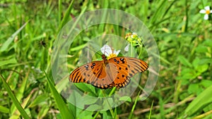 Gulf fritillary butterfly feeds on flowers