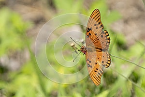 Gulf fritillary butterfly on flower