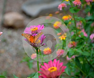 Gulf Fritillary butterfly on a flower