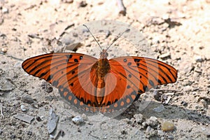 Gulf Fritillary Butterfly on Ground