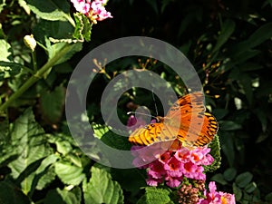 Gulf fritillary Butterfly Orange