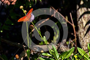 Gulf Fritillary Butterfly Perched on a Flowering Plant in a Garden