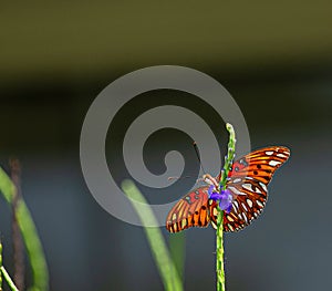 Gulf Fritillary Butterfly on Porterweed Flower, Seminole, Florida