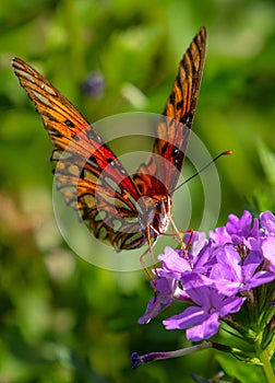 Gulf Fritillary Butterfly on Purple Flower